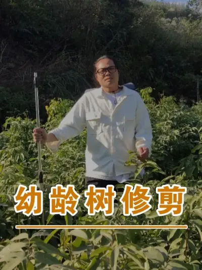 荔枝幼龄树的修剪逻辑#广西灵山荔枝果苗#农业创业#抖音新农人计划2025#吕老师种果苗