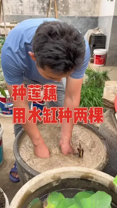 去年埋的藕种老公偷懒没有挖出来，开春后全部爆棚不能种了，但媳妇偏爱种莲藕，又向邻居讨要了两颗藕种，让老公帮忙种下，时间种对了就不信你不丰收#莲藕 #莲藕种植 #种植小技巧 #强迫症治愈系 #记录真实生