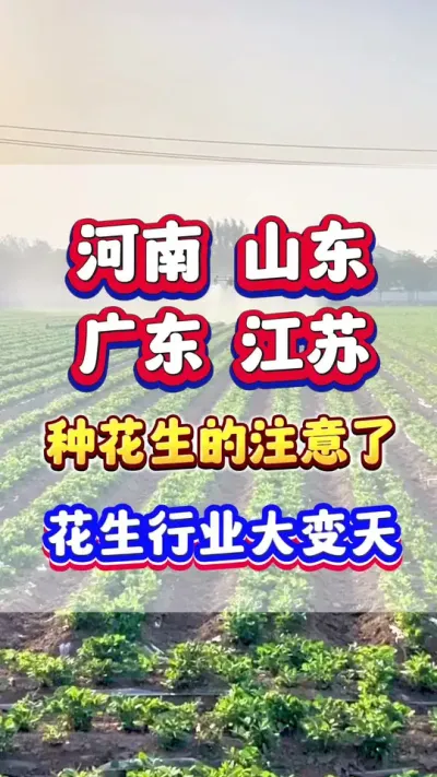 河南，山东，广东，江苏，种花生的注意了！花生行业要大变天了！#花生种植  #花生高产 #花生种植管理技术 #花生施肥