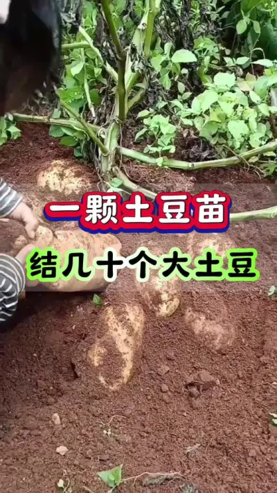 一颗土豆苗结几十个大土豆#土豆高产种植 #马铃薯种植 #洋芋种植 #土豆种植技术#三农种植