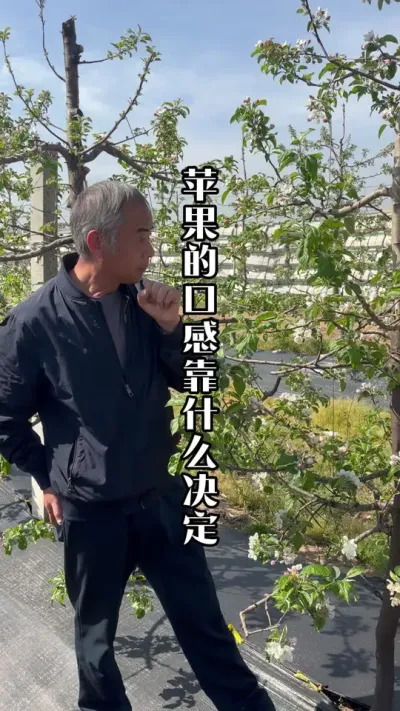 苹果的口感由什么决定的？好不好吃就看它们的平衡！ #苹果树管理 #苹果种植 #苹果口感 #田间地头实操干货 #来抖音学农技