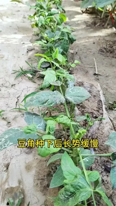 豆角生长&ldquo;卡壳&rdquo;别慌！喷它快速焕活，荚多到摘不完#抖音助农 #豆角 #豆角病害防治