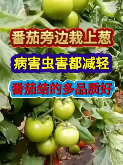 番茄旁边栽上葱病害虫害都减轻番茄结的多品质好 #番茄种植 #农业种植 #西红柿种植 #种植小技巧 #服务三农支持三农