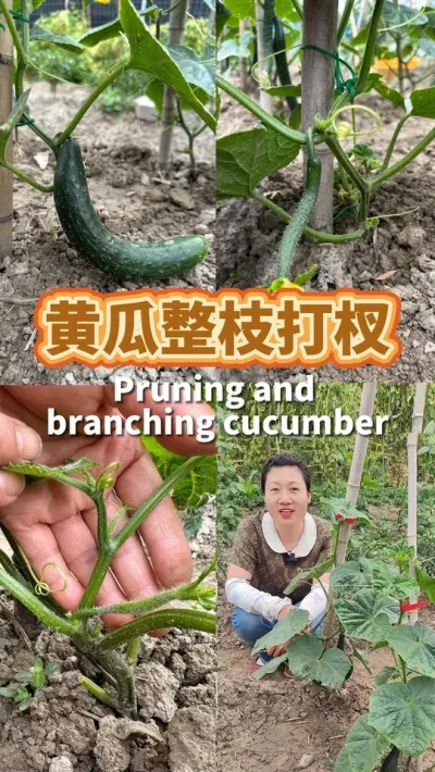 黄瓜整枝打杈的方法 不要做错，一个腋窝能吃上两条黄瓜 #种植小技巧 #黄瓜种植 #我爱种菜 #阳台种菜 #露台种菜