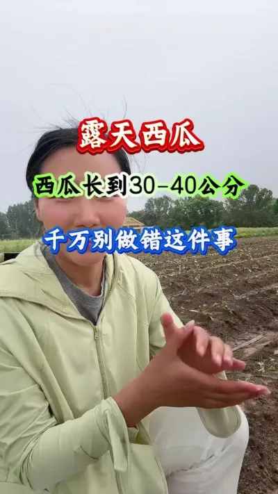 西瓜种植 露天西瓜长到30-40公分千万别做错这件事 #西瓜种植 #西瓜管理 #西瓜高产 #病害防治