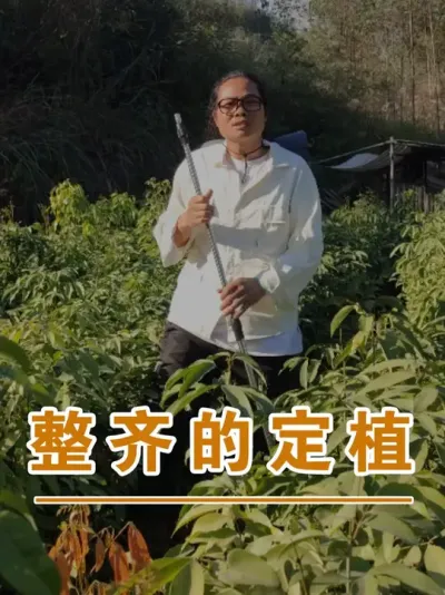 荔枝种植整齐的好处#广西灵山荔枝果苗#农业创业#抖音新农人计划2025#吕老师种果苗