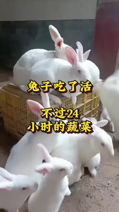 兔子吃了活不过24小时的蔬菜 #兔子 #养兔 #肉兔养殖 #养兔技术#小兔子
