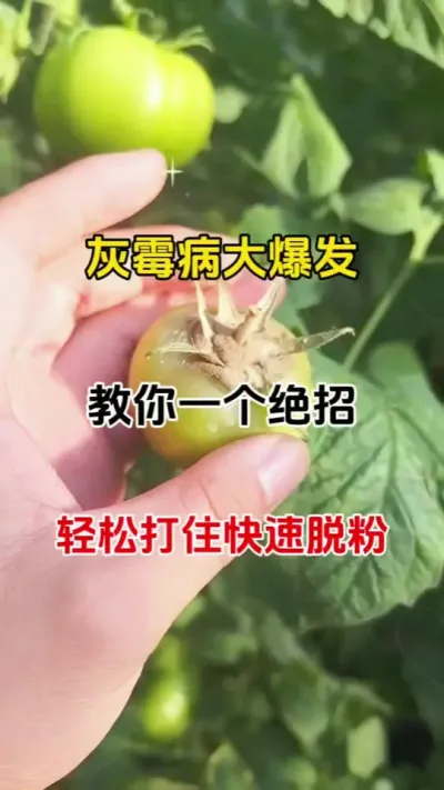 灰霉病大爆发，教你一个妙招轻松搞定#番茄种植 #抖音助农#灰霉病防治