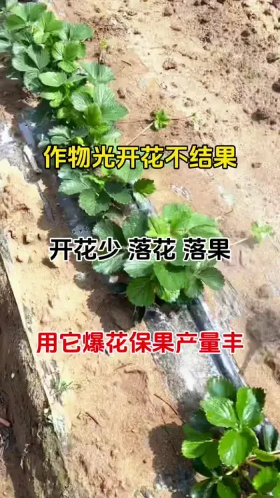 - 促花催果有妙招！解决开花少、落花、不坐果#种植小技巧 #农业种植 #促花保果 #农业种植技术