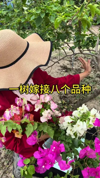 一树嫁接八个品种教程#嫁接技术 #新农人计划2025 #dou来广东百千万 #来抖音学农技