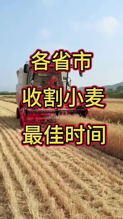 各省市小麦收割时间#小麦 #收小麦啦 #收小麦的季节 #收麦子 #收麦子了都回老家了吗