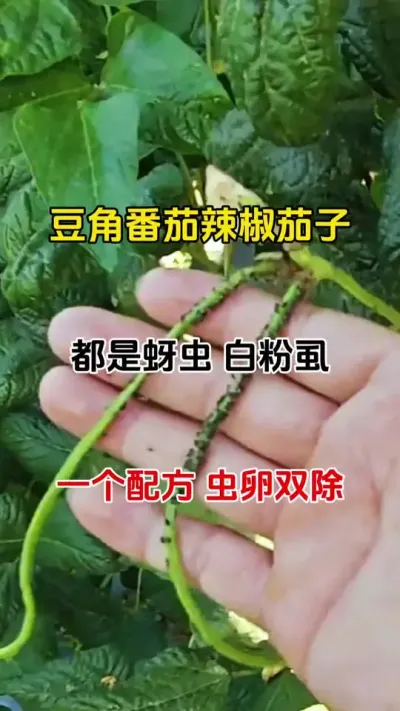 蚜虫，白粉虱大爆发，用它就对了#蚜绝虱灭 #番茄种植 #蜜虫防治 #白粉虱的防治方法
