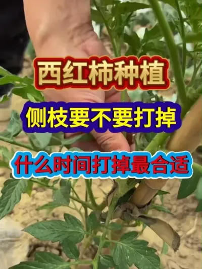 西红柿种植侧枝要不要打掉什么时间打最合适 #农业种植 #番茄种植 #西红柿种植 #种植步技巧 #三农