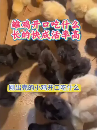 雏鸡吃什么才能长的快成活率高#雏鸡#小鸡开口料#养鸡#养鸡知识#科学养鸡