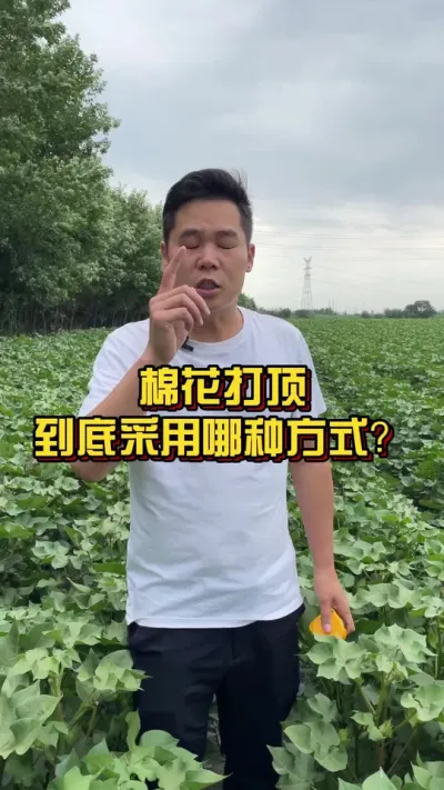 棉花打顶究竟接纳哪种方法？ #棉花打顶 #人工打顶 #化学打顶 #棉花莳植专家讲座 @抖音小助手