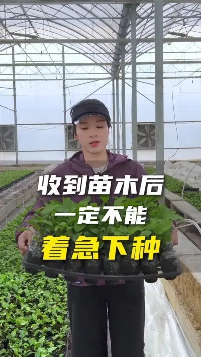 收到我们百香果苗木以后应该怎么处理？#百香果 #百香果种植技术 #农业种植小知识  #抖音助农