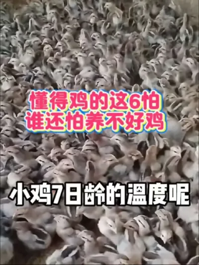 鸡群有六怕，懂得这六怕，养好鸡不难#养鸡#科学养鸡#养鸡知识#蛋鸡养殖#农村散养土鸡