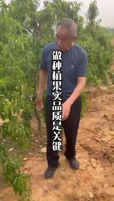 种植什么是关键？品质！口感！ #桃树种植 #果树种植 #来抖音学农技 #田间地头实操干货 #春耕农技知识