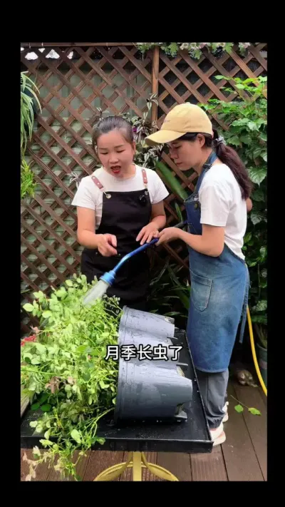 月季长虫了，教你一个小方法，害虫有来无回 #月季#病虫害防治 #花卉绿植