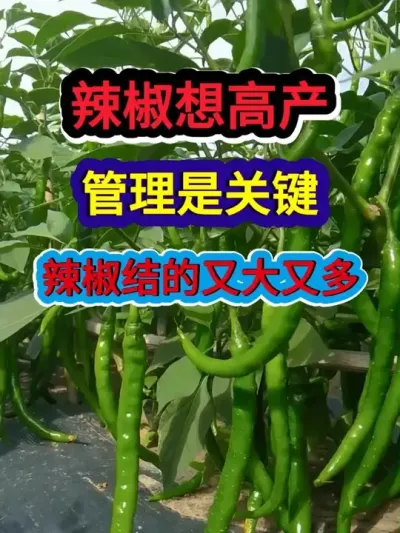 辣椒想高产管理是关键辣椒结的又大又多 #辣椒种植 #农业种植 #种植小技巧 #三农 #分享农业知识帮农民增产增收
