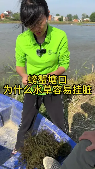螃蟹塘口，为什么水草容易挂脏！！！ #渔多多养殖模式 #新农人计划2025 #螃蟹养殖 #三农 #大闸蟹养殖