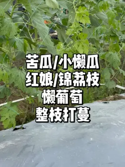 苦瓜整枝打蔓，轻松高产！ 