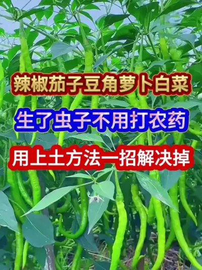 辣椒茄子豆角萝卜白菜生了虫子不用打农药用上土方法一招解决掉 #蔬菜种植 #萝卜种植 #白菜种植 #农业种植 #种植小技巧