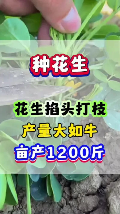 花生掐去头，产量大如牛！#花生种植  #花生掐头 #花生种植管理技术  #花生浇水
