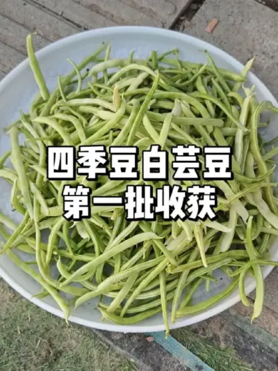 四季豆大丰收，快来享受采摘时光 