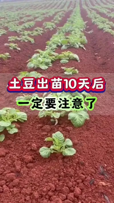 土豆出苗10天后一定要注意了#土豆高产种植 #马铃薯种植 #洋芋种植 #土豆种植技术#三农种植