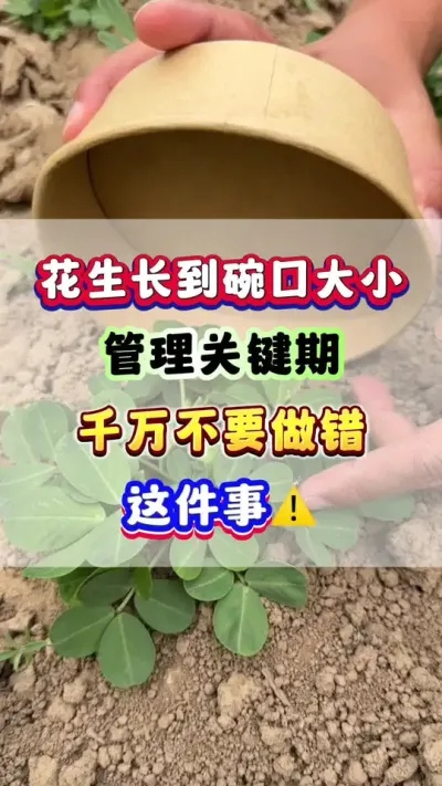 #花生种植 #花生高产 #花生种植管理技术 #花生施肥