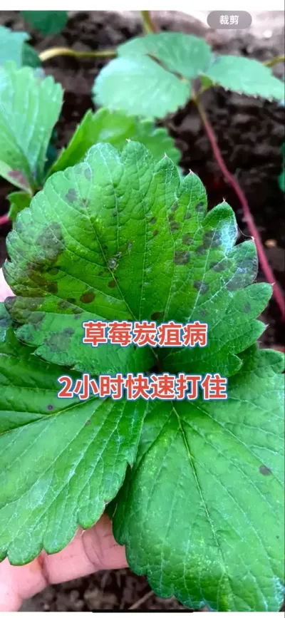 Ag޼(й)ٷվ