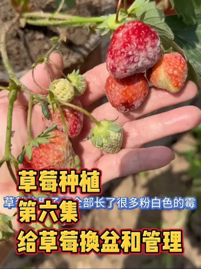 花两百买的草莓苗，一共就迎来一次小丰收，但现在不仅出了走茎，草莓还长了严重的霉，不得已给草莓换了盆，摘除老叶和果实，做了全面的清除管理，最后不知道能不能改善 #草莓 #种草莓 #盆栽 #强迫症治愈系 