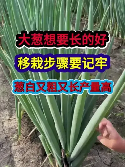 大葱想要长的好移栽步骤要记牢葱白又粗又长产量高 #大葱种植 #大葱种植技术 #农业种植 #三农 #分享农业知识帮农民增产增收