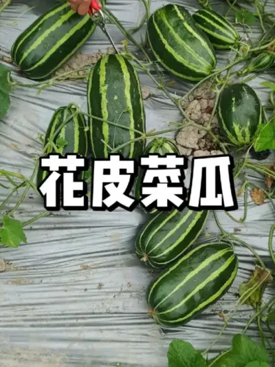 Ƥ˹ϲ 