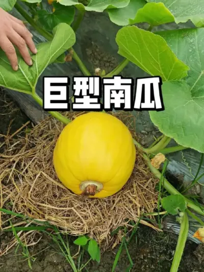 ϹЧæ׷ӷ 