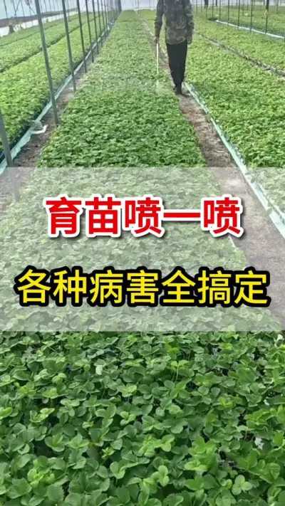 草莓育苗喷一喷，各种病害不入侵#草莓育苗 #三农 #草莓高产