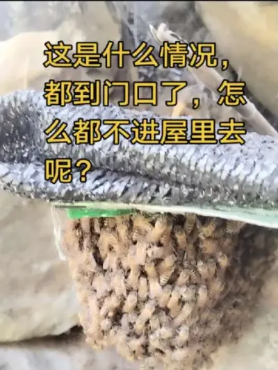 #谌蜜 #诱蜂，#蜜蜂 #养蜂技术分享 ，这是什么情况，都到诱蜂桶门口了，不进去呢？怎么想的。@抖音小助手 @DOU+小助手