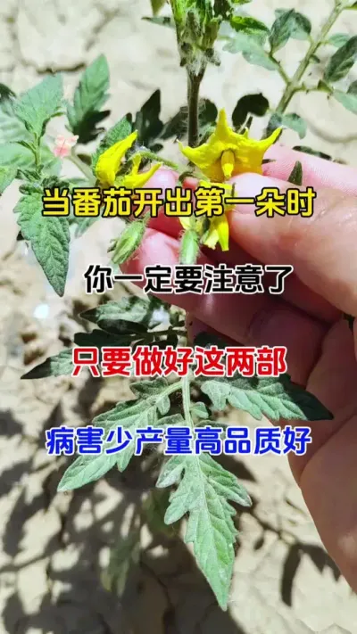 当番茄绽放第一朵花絮，一定要注意了，正确科学管理，病害少，产量高，品质优#番茄种植 #病害防治 #农业种植 #抖音助农