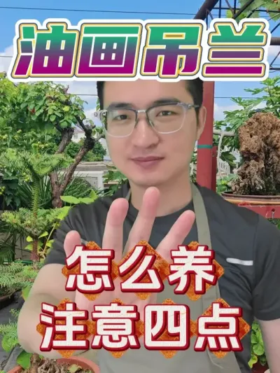 油画吊兰怎么养？记住下面这四点！ #养花  #花卉绿植  #油画吊兰
