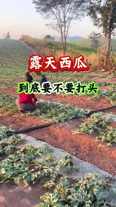 西瓜种植 露天西瓜到底要不要打头 #露天西瓜 #西瓜种植 #西瓜管理 #西瓜高产