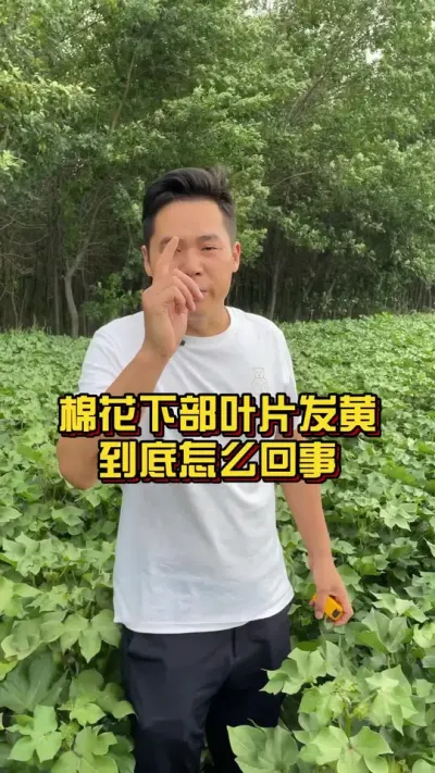 棉花下部叶片发黄究竟怎么回事 #叶片发黄 #棉花莳植专家讲座 #关注我天天禀享莳植知识 @抖音小助手