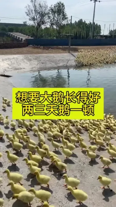 #养鹅人 #养鹅技术分享 #禽病防治 #肉鹅养殖 #养殖