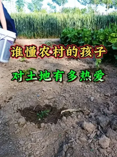 五一没有旅游，只有劳动，谁懂农村出身的我们对土地有多热爱？#新农人计划2025 #这就是村里的劳动节  #麦田 #三农 #农业