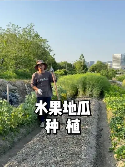 水果地瓜怎么种植 #劳动光荣