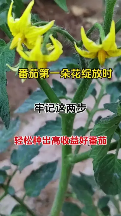 番茄开出第一朵花序时牢记这两步，果多病害少，收购商抢着要#番茄种植 #病害防治 #番茄疫菌清 #三农种植 #抖音助农