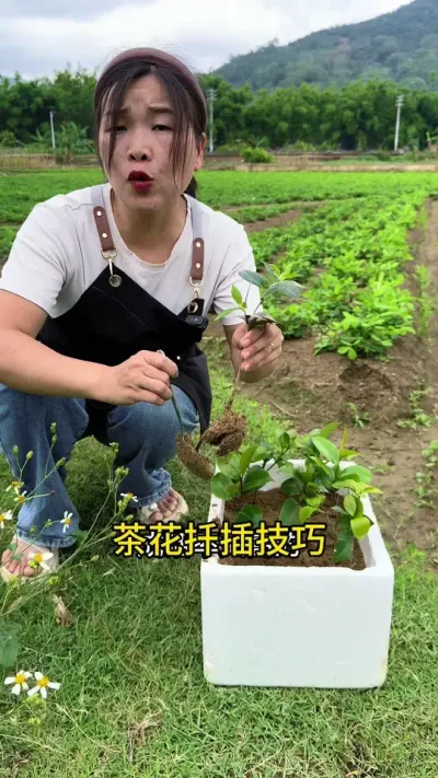 这是我试过，最简单成活率最高的，茶花扦插方法#茶花#扦插 #花卉绿植