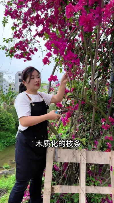三角梅扦插，很多人第一步就做错了 #三角梅#扦插#花卉绿洲