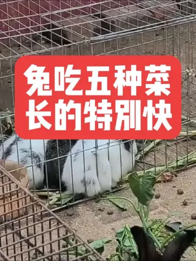 óֲ ##ũ#ֳ##