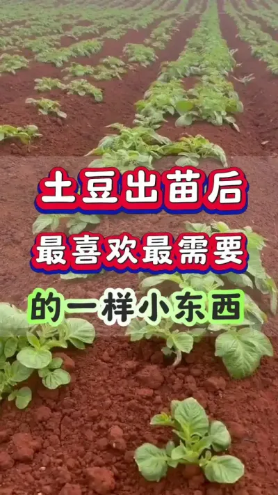 土豆出苗后最喜欢最需要一样东西#土豆高产种植 #马铃薯种植 #洋芋种植 #土豆种植 #三农种植